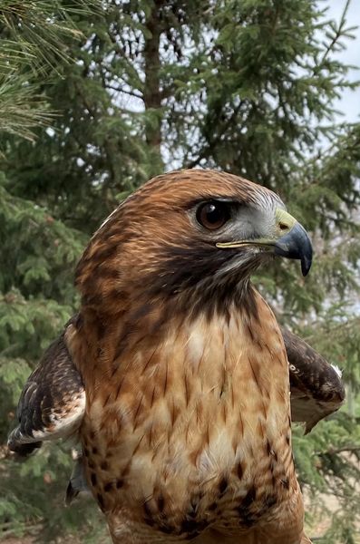Red-tailed Hawk Red-tailed Hawk