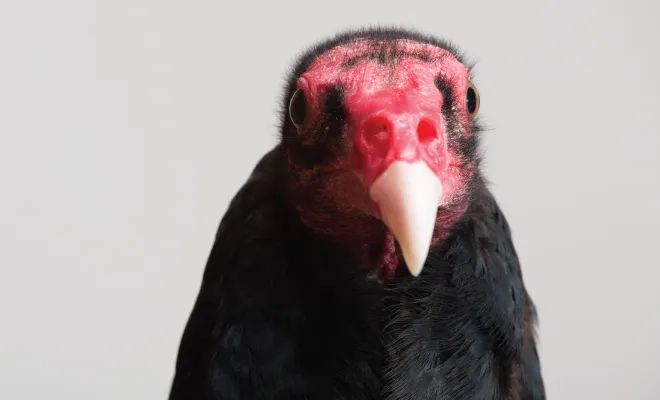 Turkey Vulture 