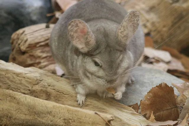 oldest chinchilla
