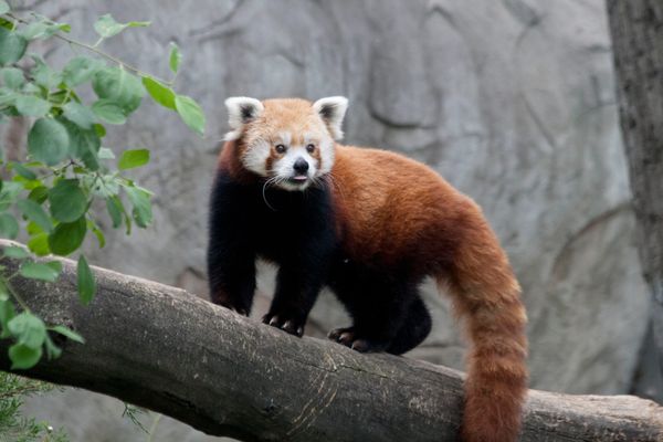 thespian taxa belastning Red Panda