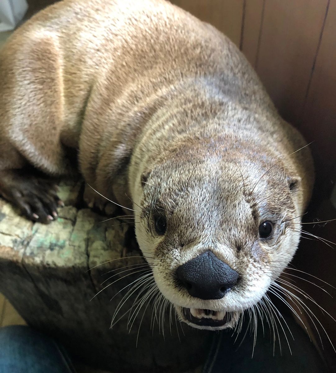 North American River Otter