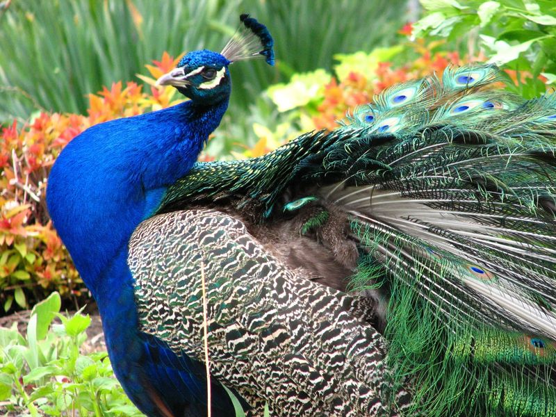 male peacocks