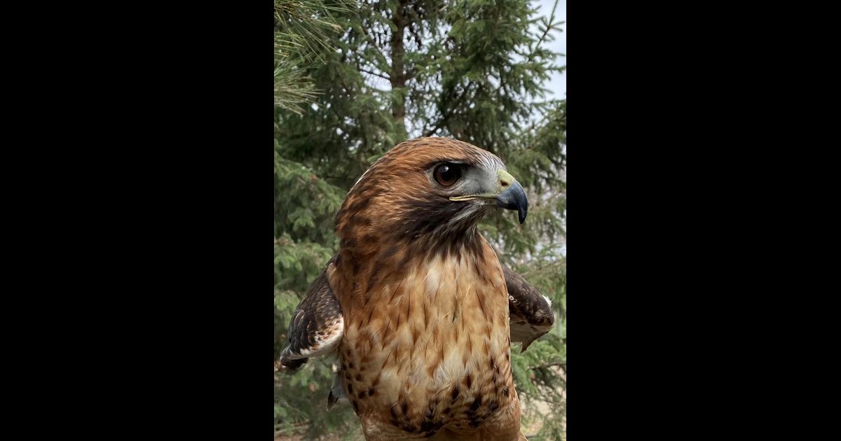 Red-tailed Hawk