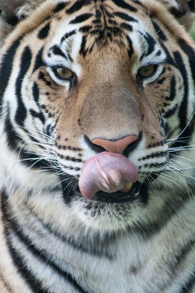 Amur tiger, snow leopard, lynx — The Alaska Zoo