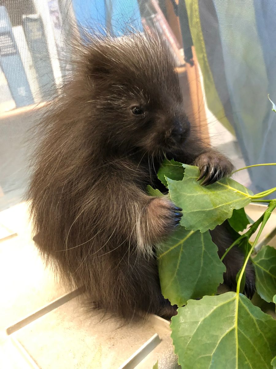 North American Porcupine