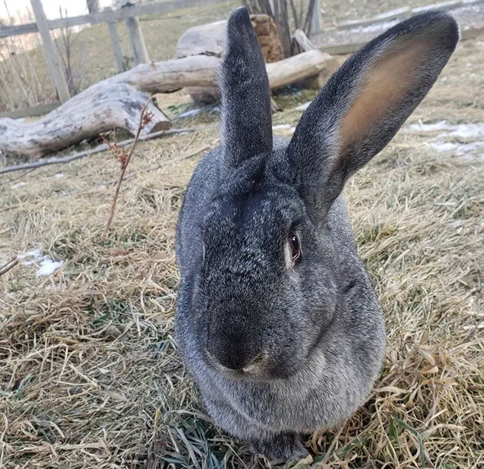 Flemish Giant Rabbit And Dog