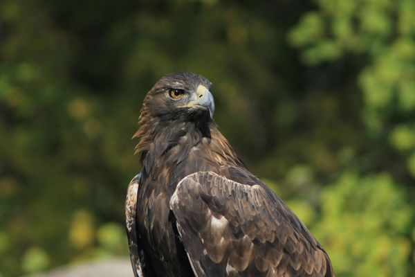 Golden eagle large breed puppy clearance