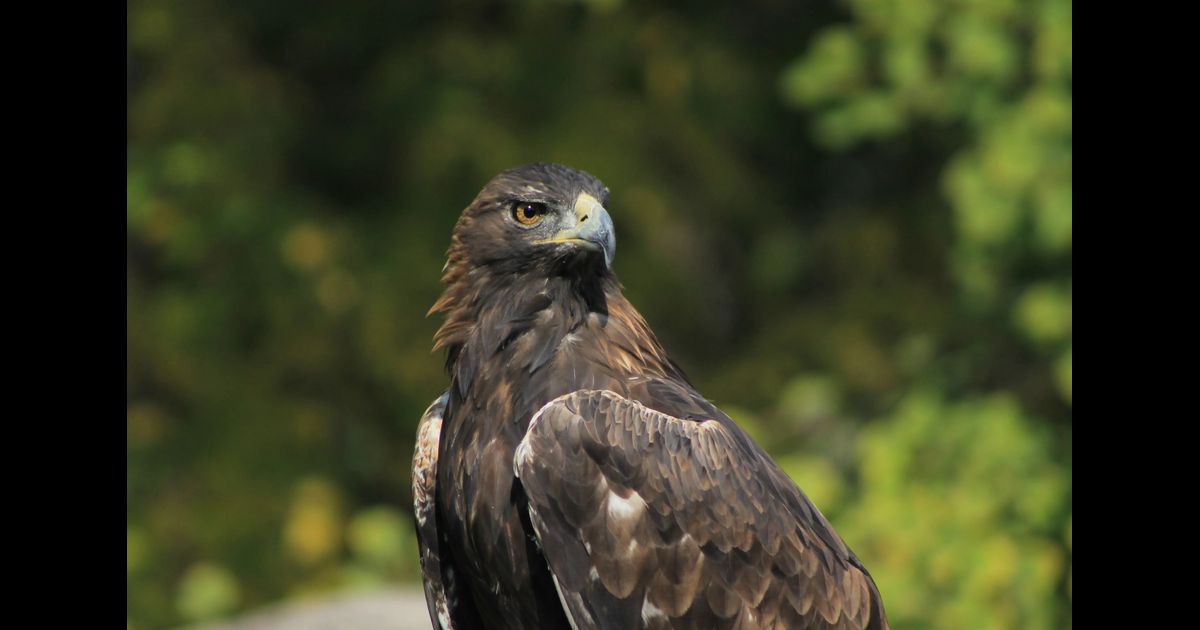 Golden eagle large breed puppy online