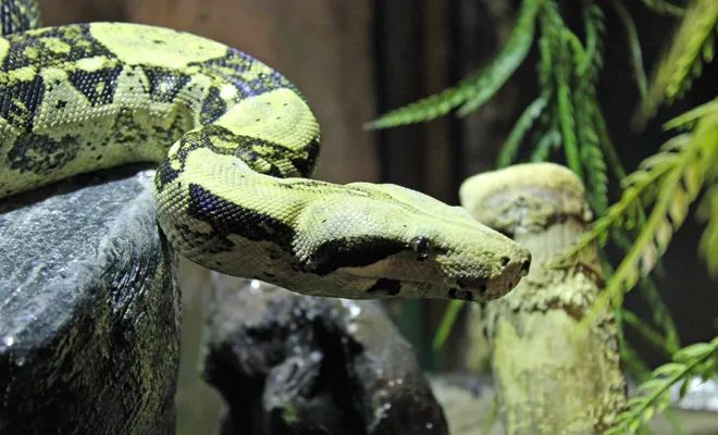 Red-tailed Boa Constrictor - Elmwood Park Zoo