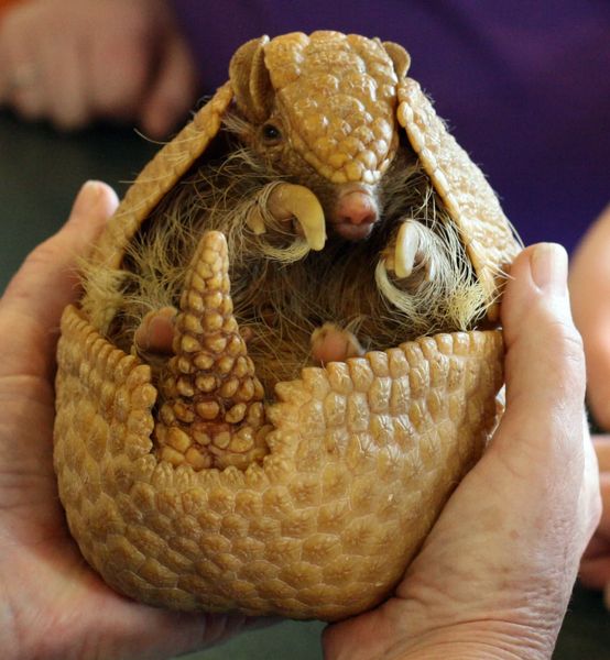 Three Banded Armadillo