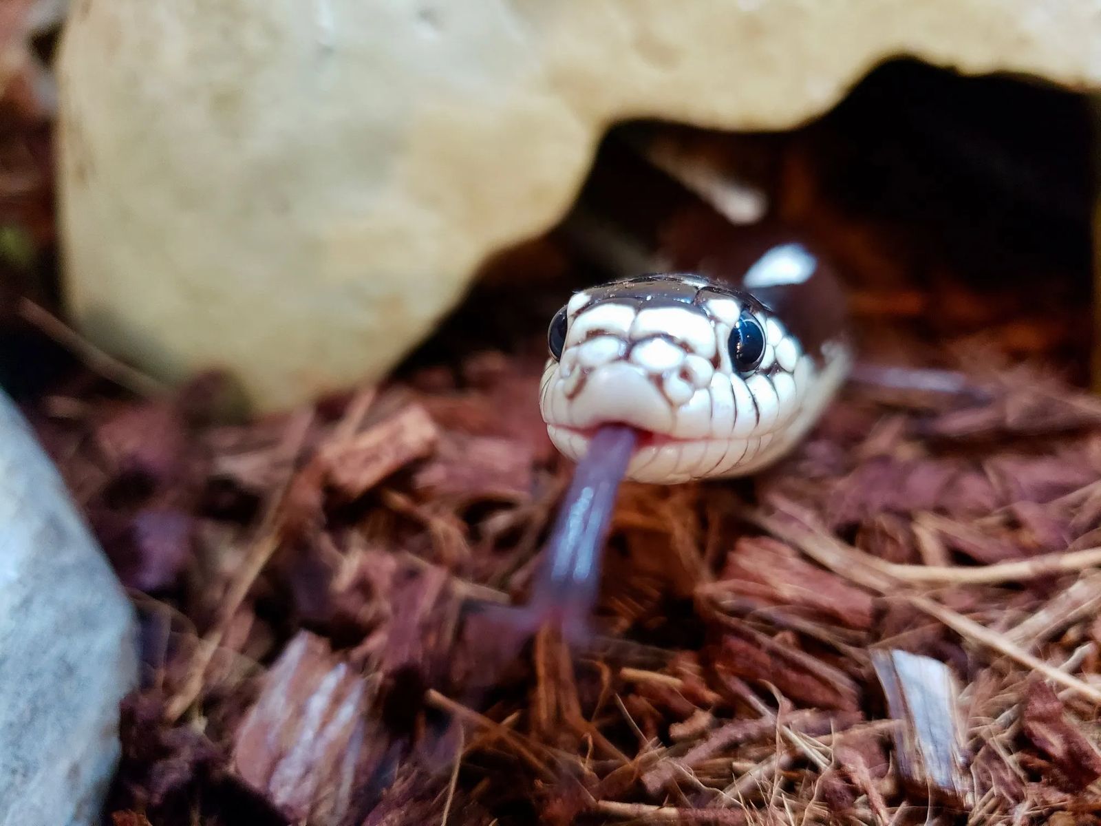 Snakes