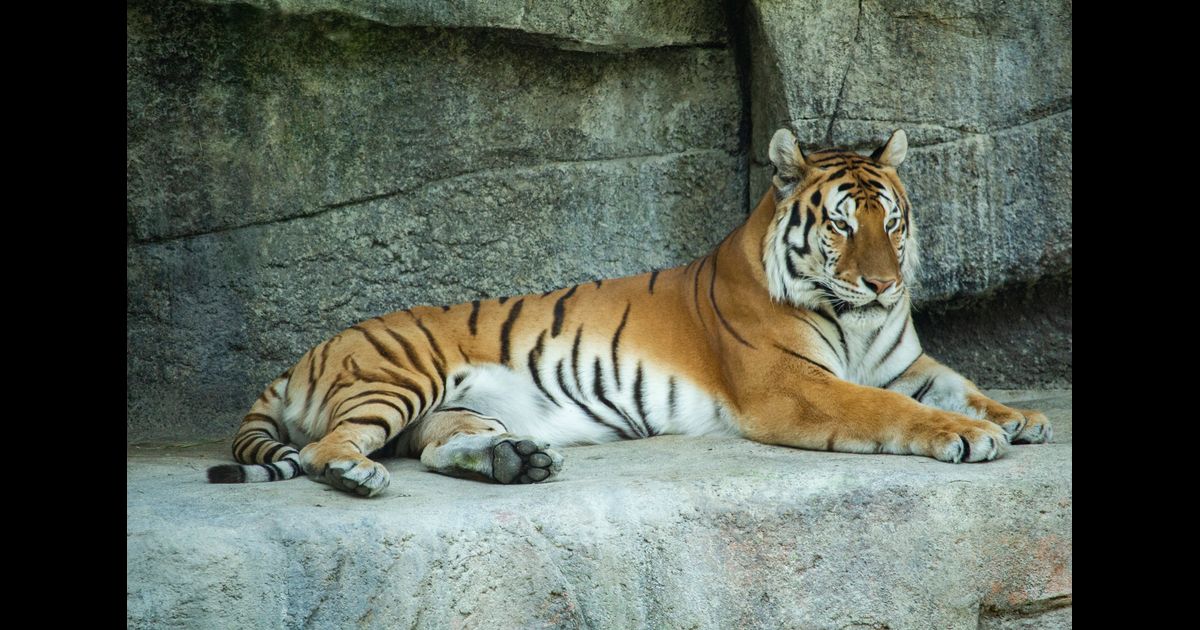 Amur Tiger