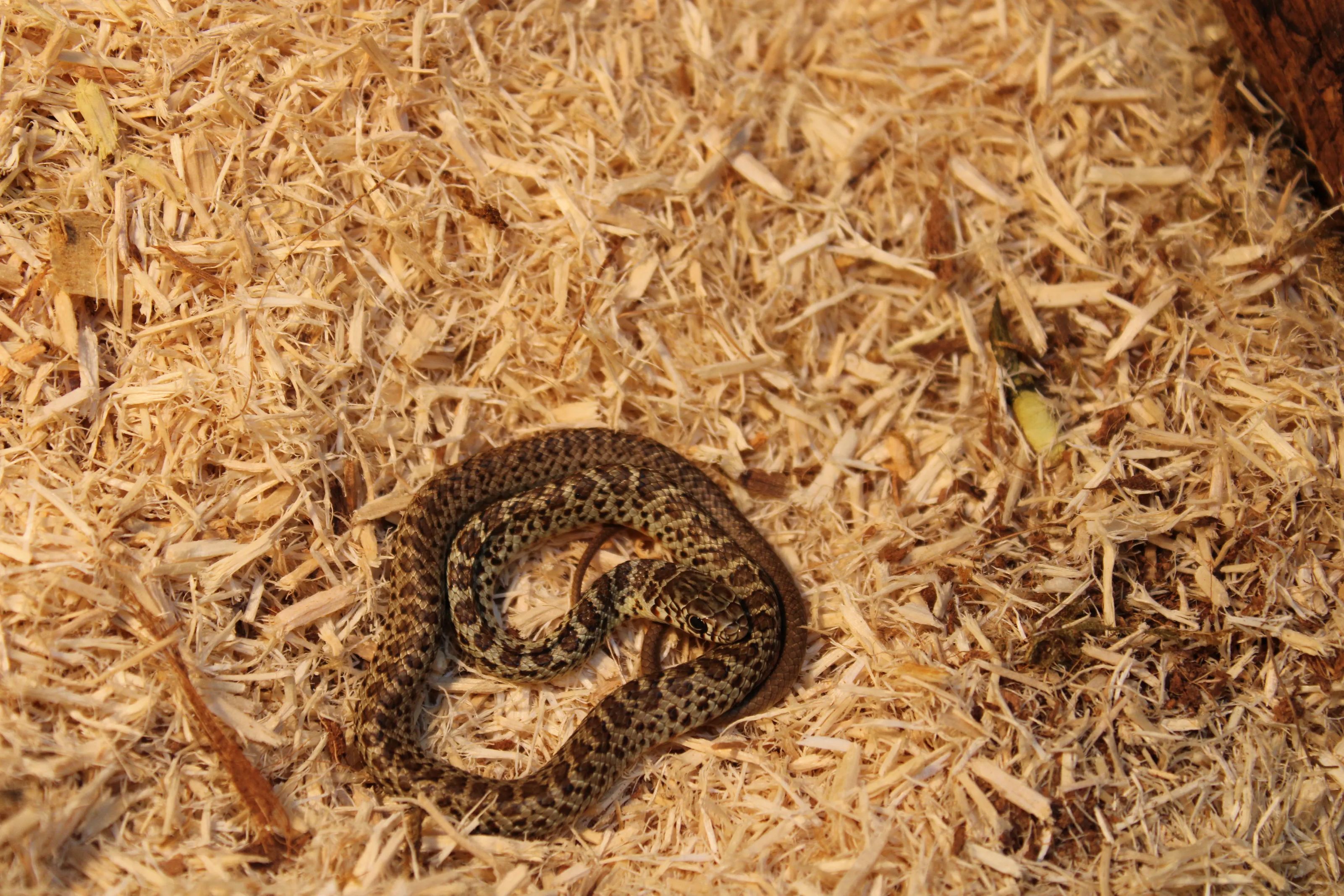 Eastern Racer Friendly North American Racer