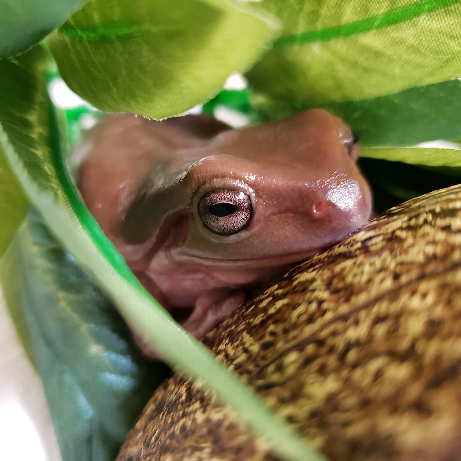 Labed Tree Frog White's Tree Frog