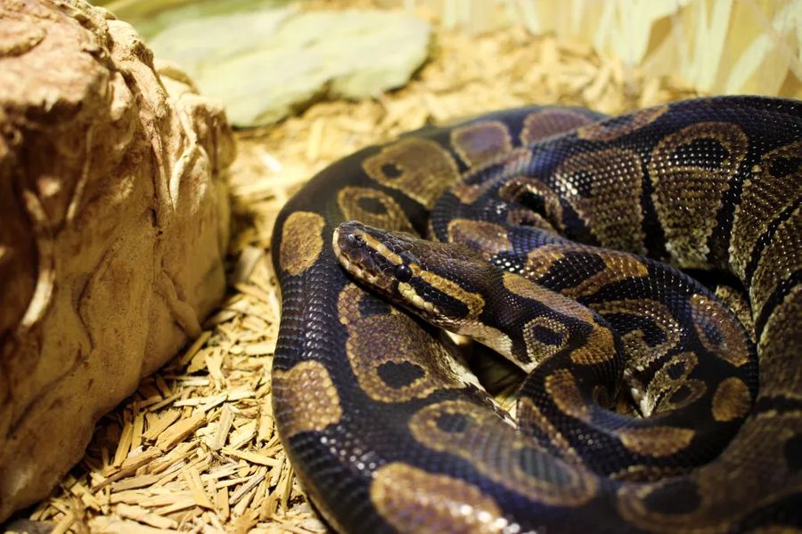 Ball Python