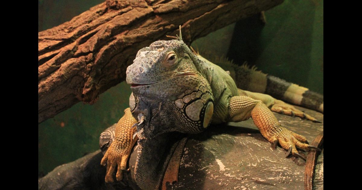 Green Iguana