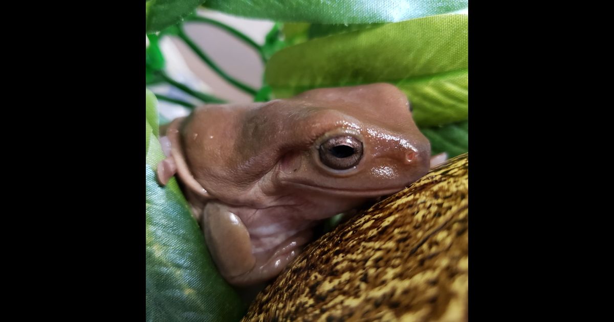 White's Tree Frog