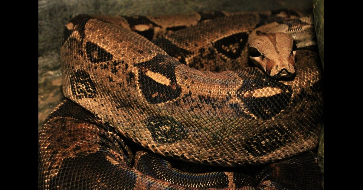 Colombian Red-Tailed Boa Constrictor
