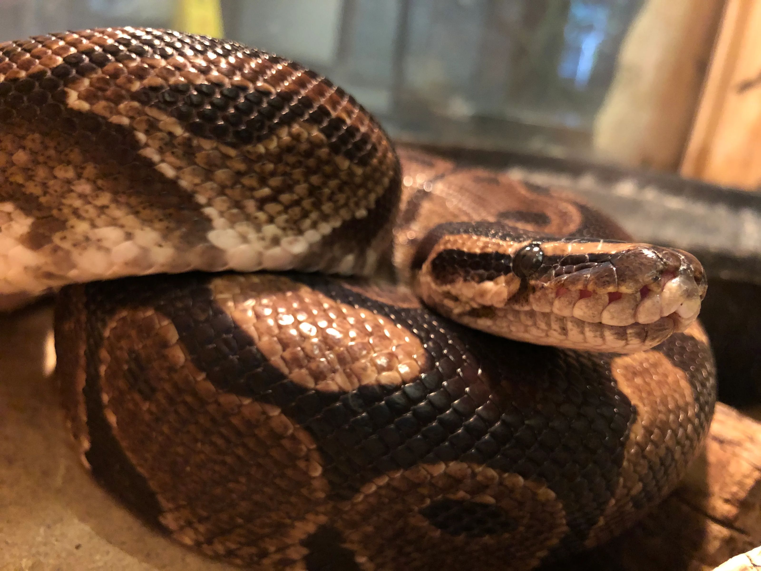 Ball Python