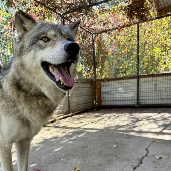 Grey Wolf