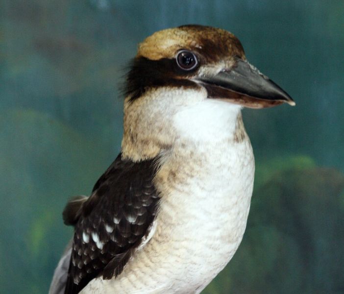kookaburra teddy