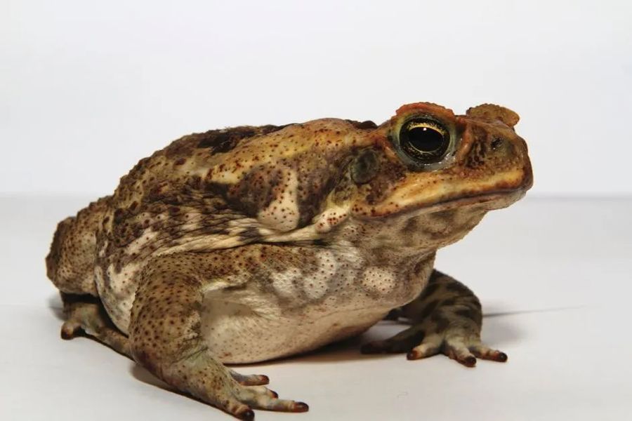 horned-lizard-toad-lizards