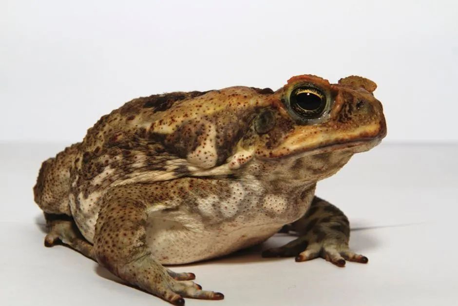 Cane Toad