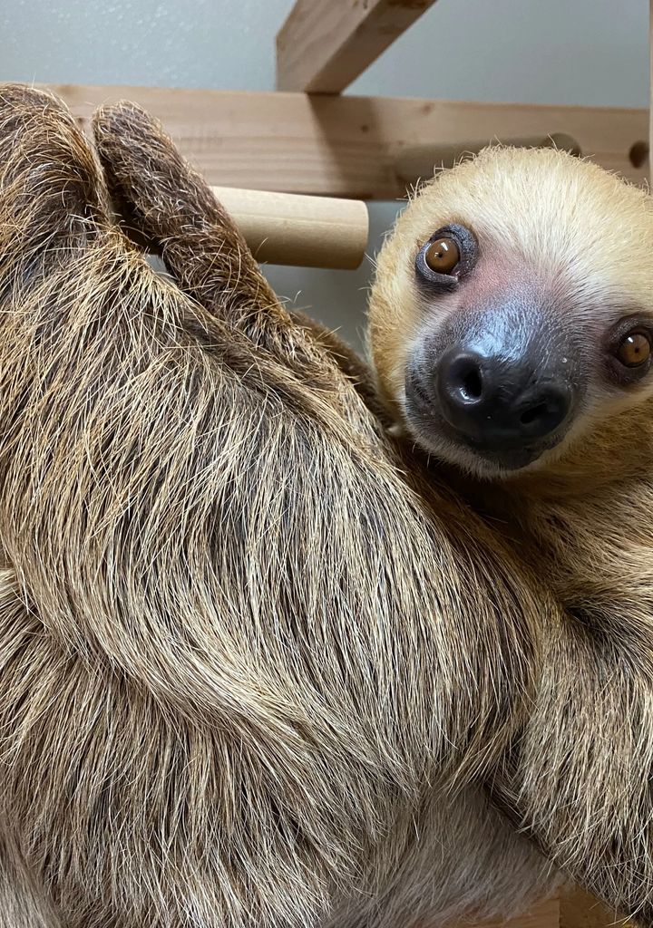 Sloth Journey
