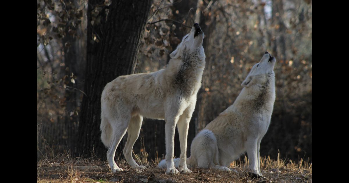 Grey Wolf
