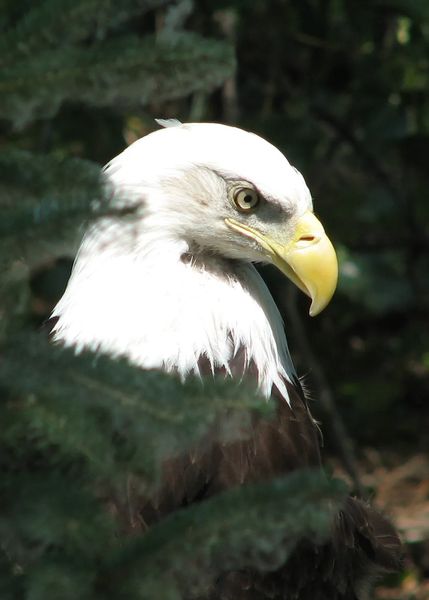 Backyard Bird Identification Owls, Hawks, Osprey, Vulture, Bald Eagle