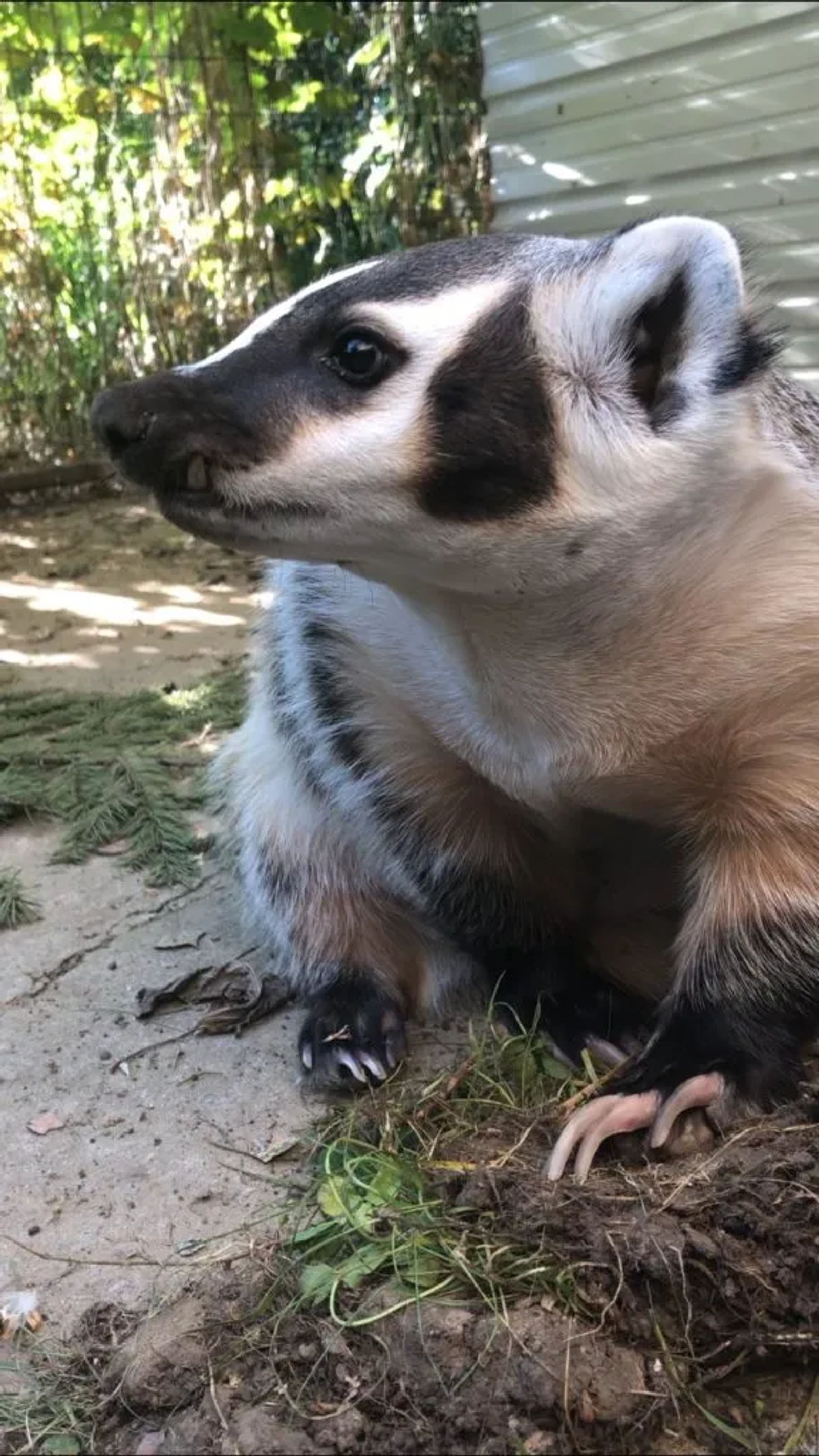 American badger