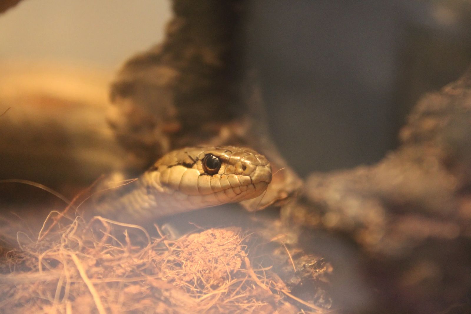 Common Garter Snake