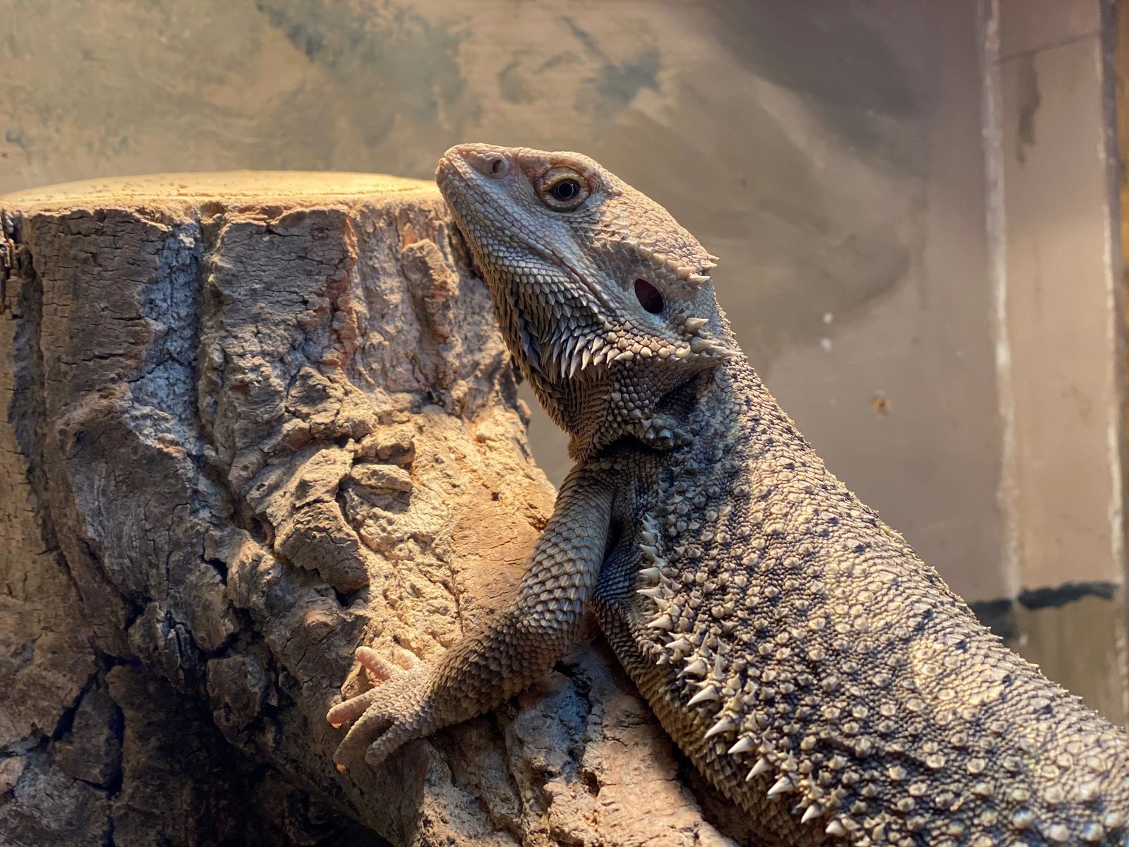 Bearded Dragon Facts