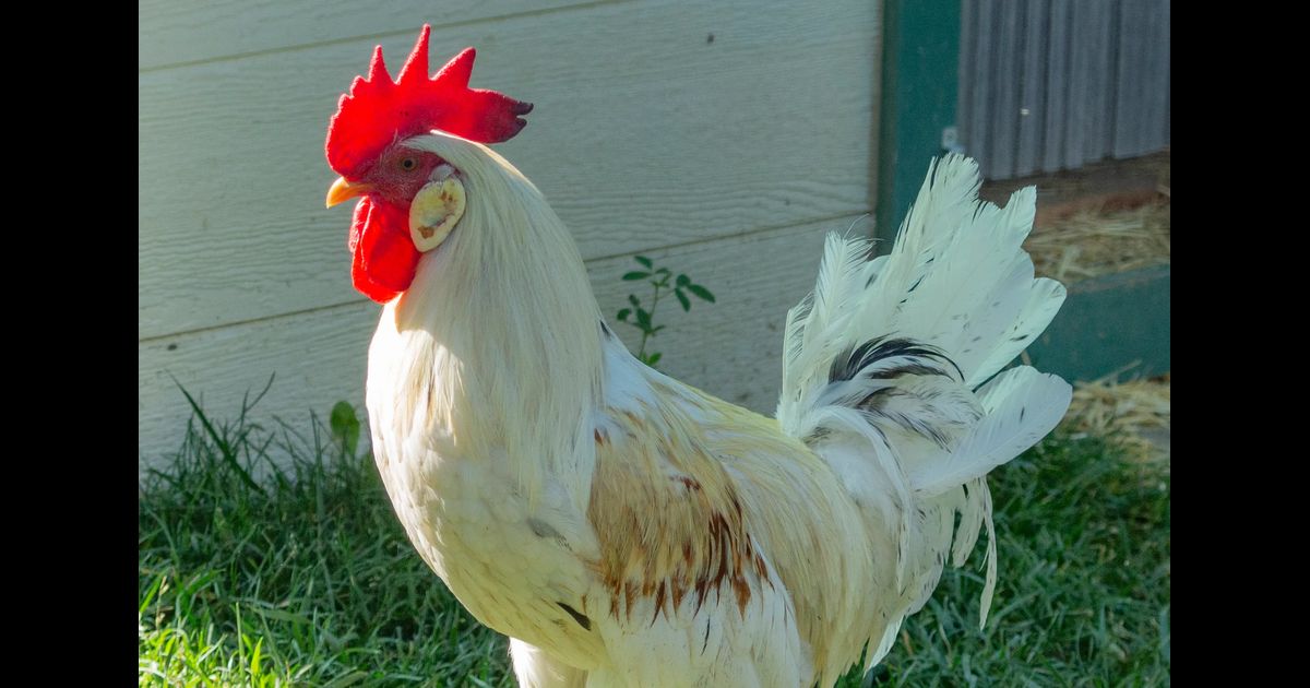 Domestic Chicken Domestic Chicken