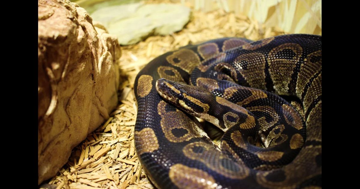 Ball Python Ball Python